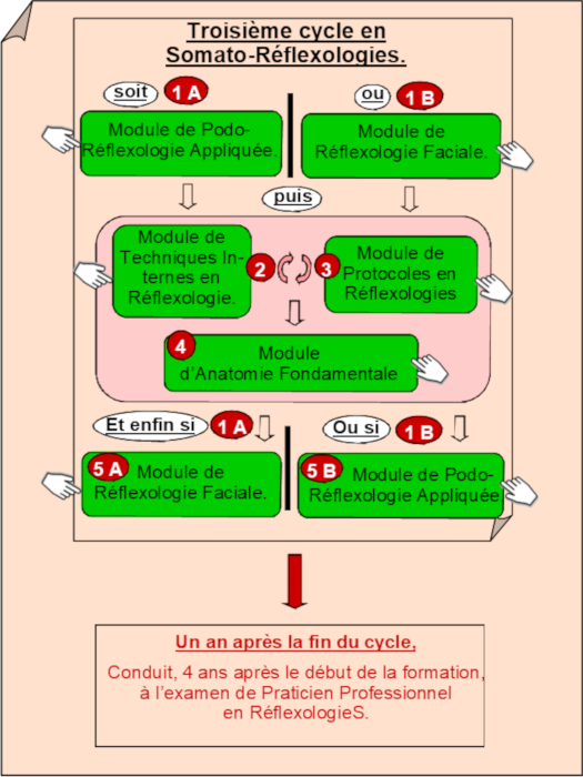 3 cycle de formation en reflexologie